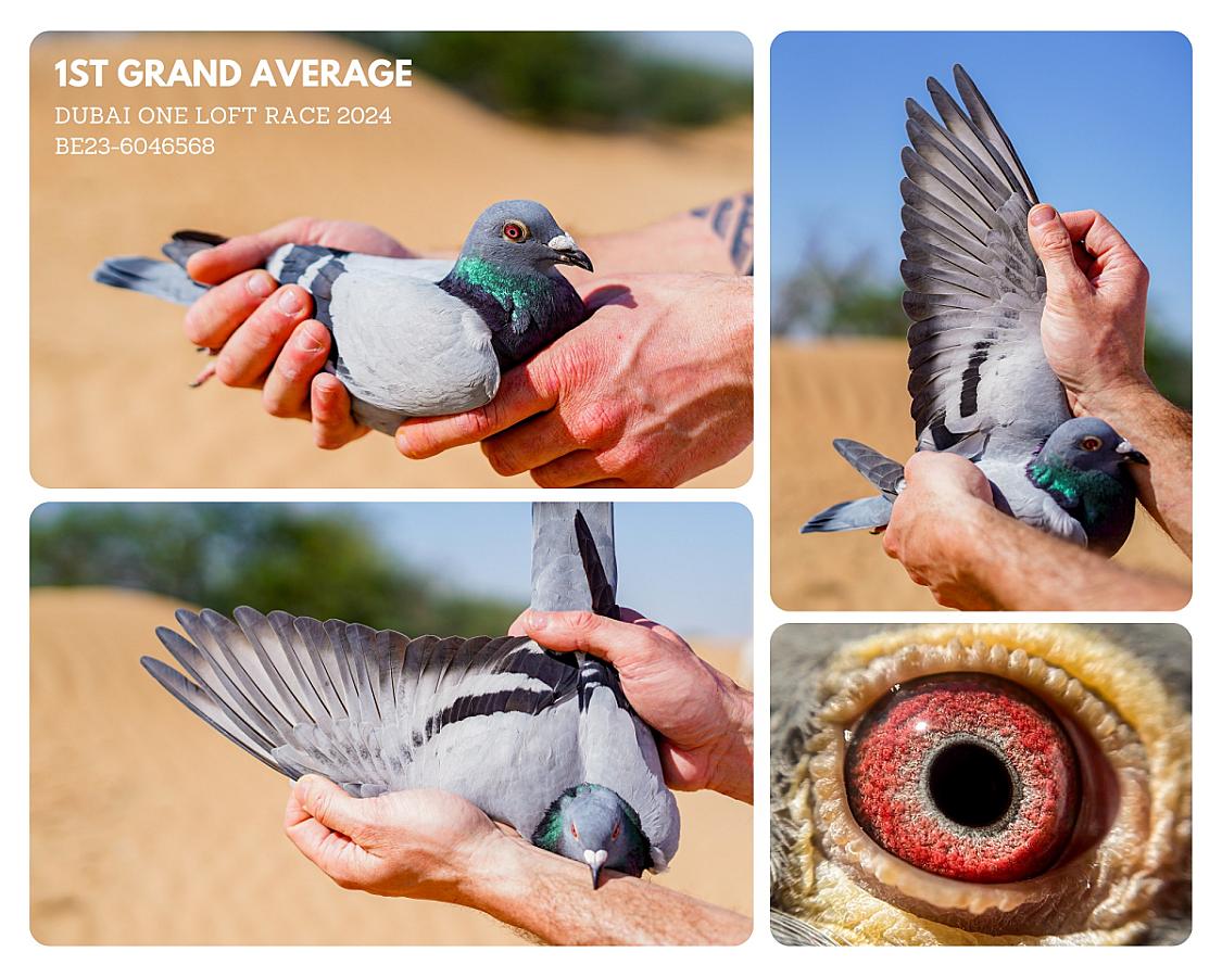 Super reference from my friends Team Noël-Willockx!