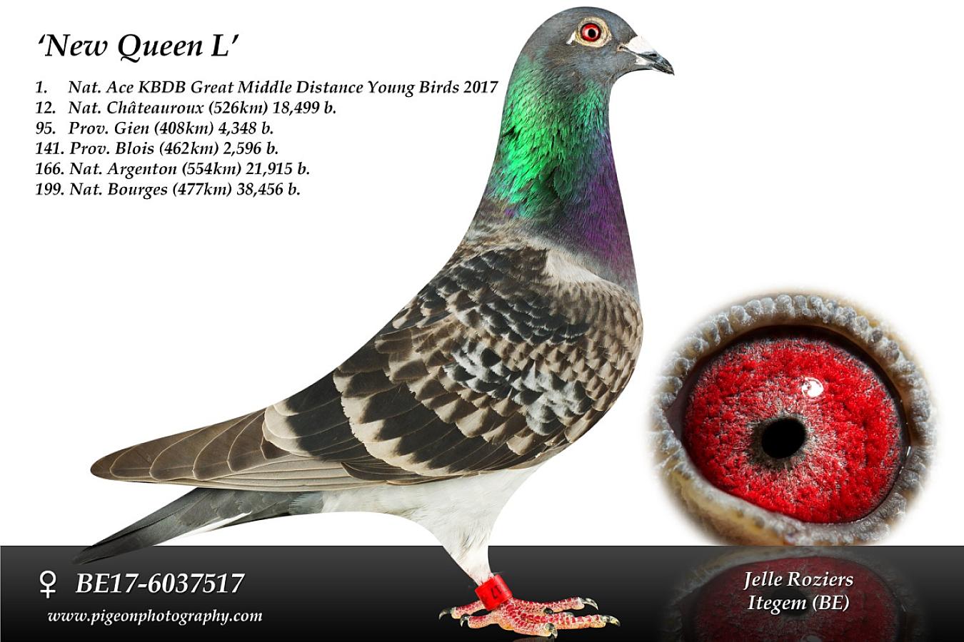 Also in other lofts New Queen L bloodline brings success.