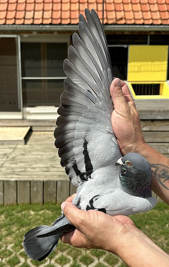 Last weekend we won 1. Nat. Zone Tulle (655km) 1,219 b. and 3rd Nat. Tulle 4,964 b. with Prince William, BE22-6042662.