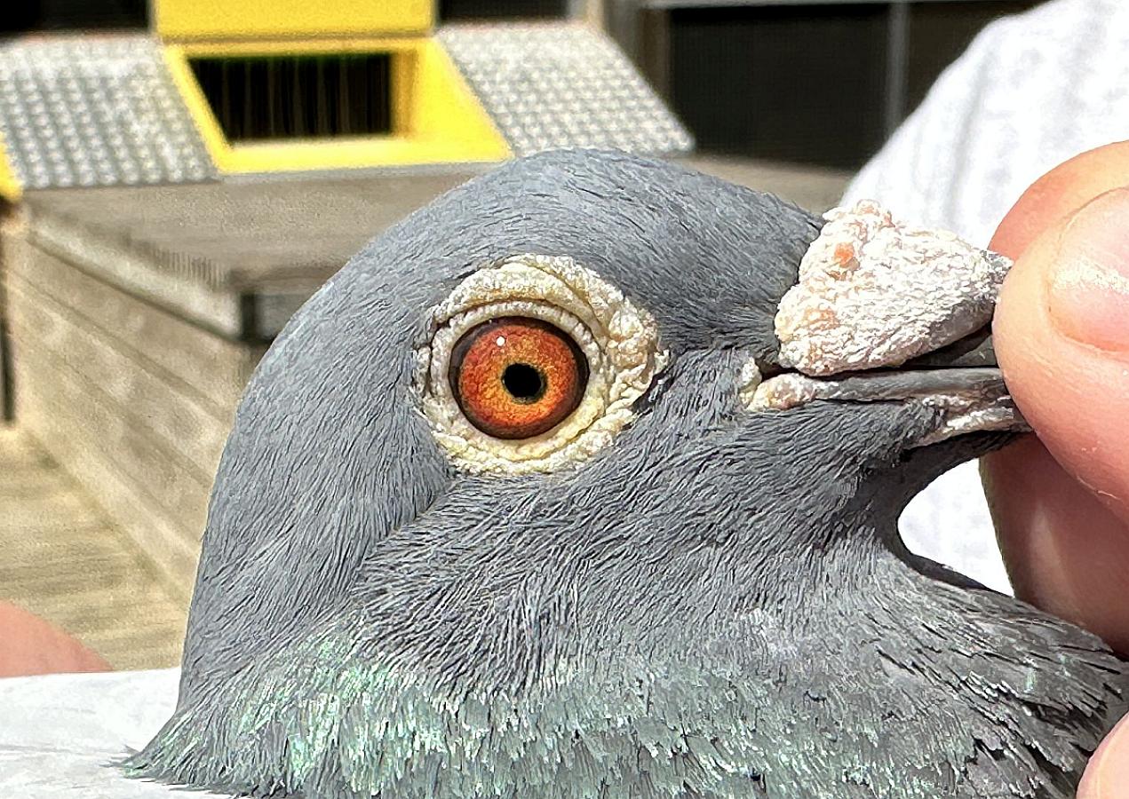 Last weekend we won 1. Nat. Zone Tulle (655km) 1,219 b. and 3rd Nat. Tulle 4,964 b. with Prince William, BE22-6042662.