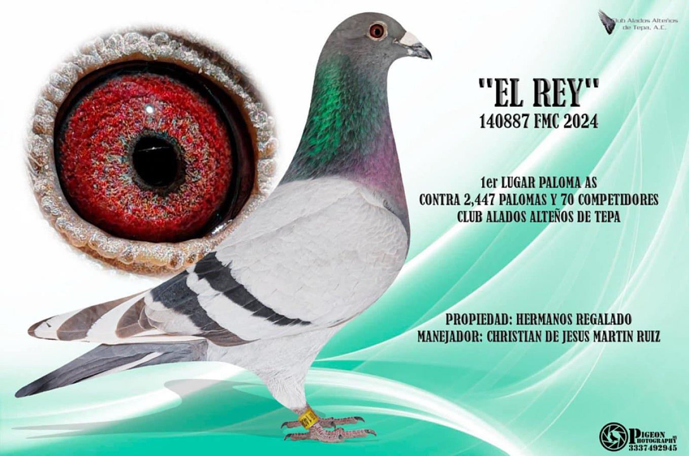 “El Rey” wins 1. Lugar Palomas As against 2,447 pigeons and 70 lofts.