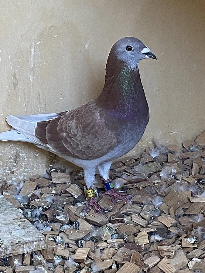 Gust with uncle Walter just after the arrival of “Red Flash” from Dax International 933km.
