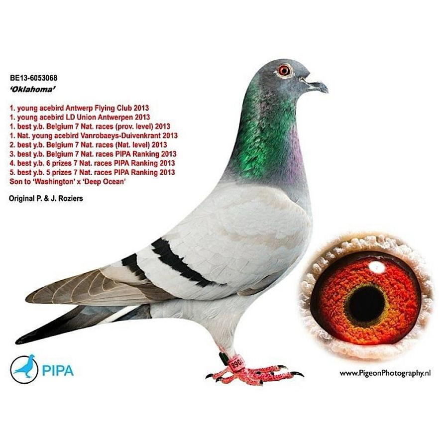 Back-to-back provincial wins for Roziers-Xiang (Itegem)!