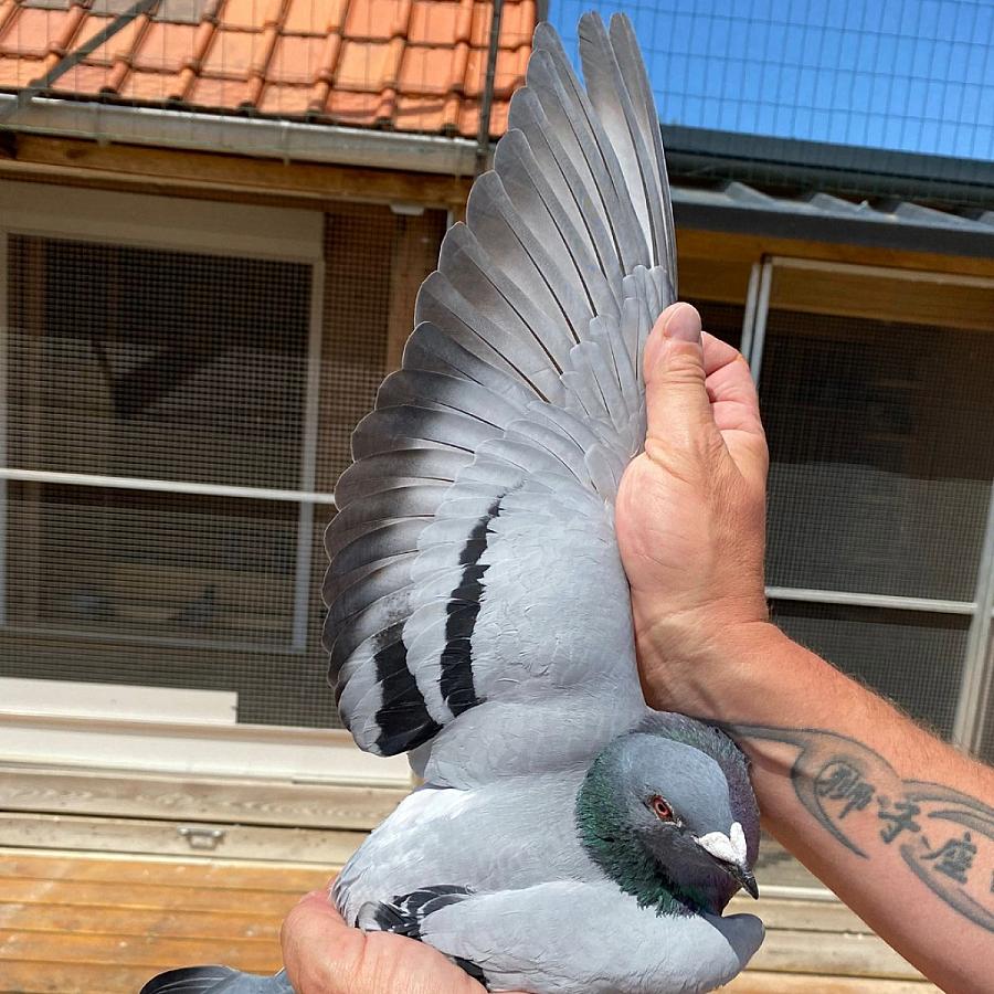 Back-to-back provincial wins for Roziers-Xiang (Itegem)!