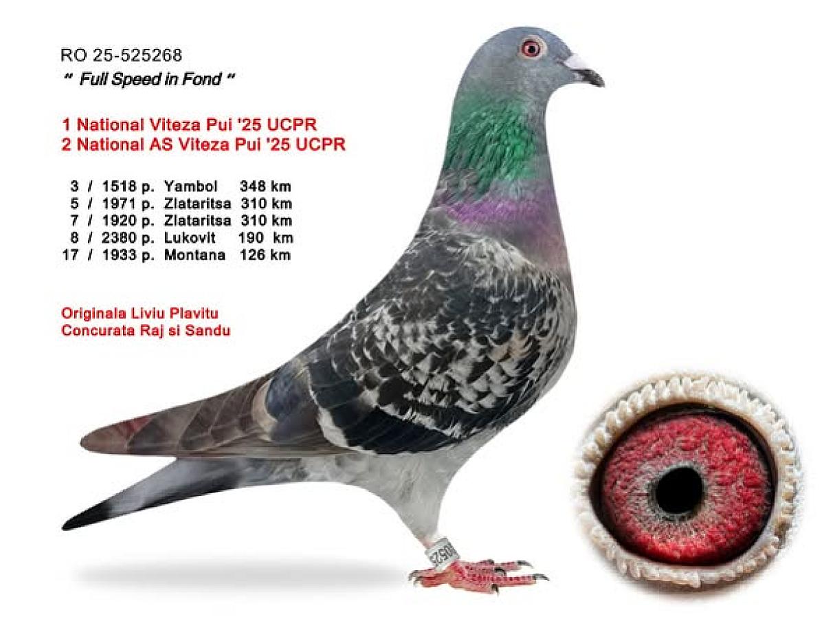 🤩🤩ROZIERS BLOOD SHOWS UP AGAIN 🤩🤩