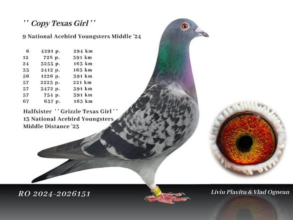 🤩🤩ROZIERS BLOOD SHOWS UP AGAIN 🤩🤩