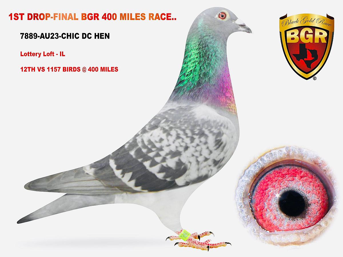 Amazing references in the Black Gold Race in Texas (US) !