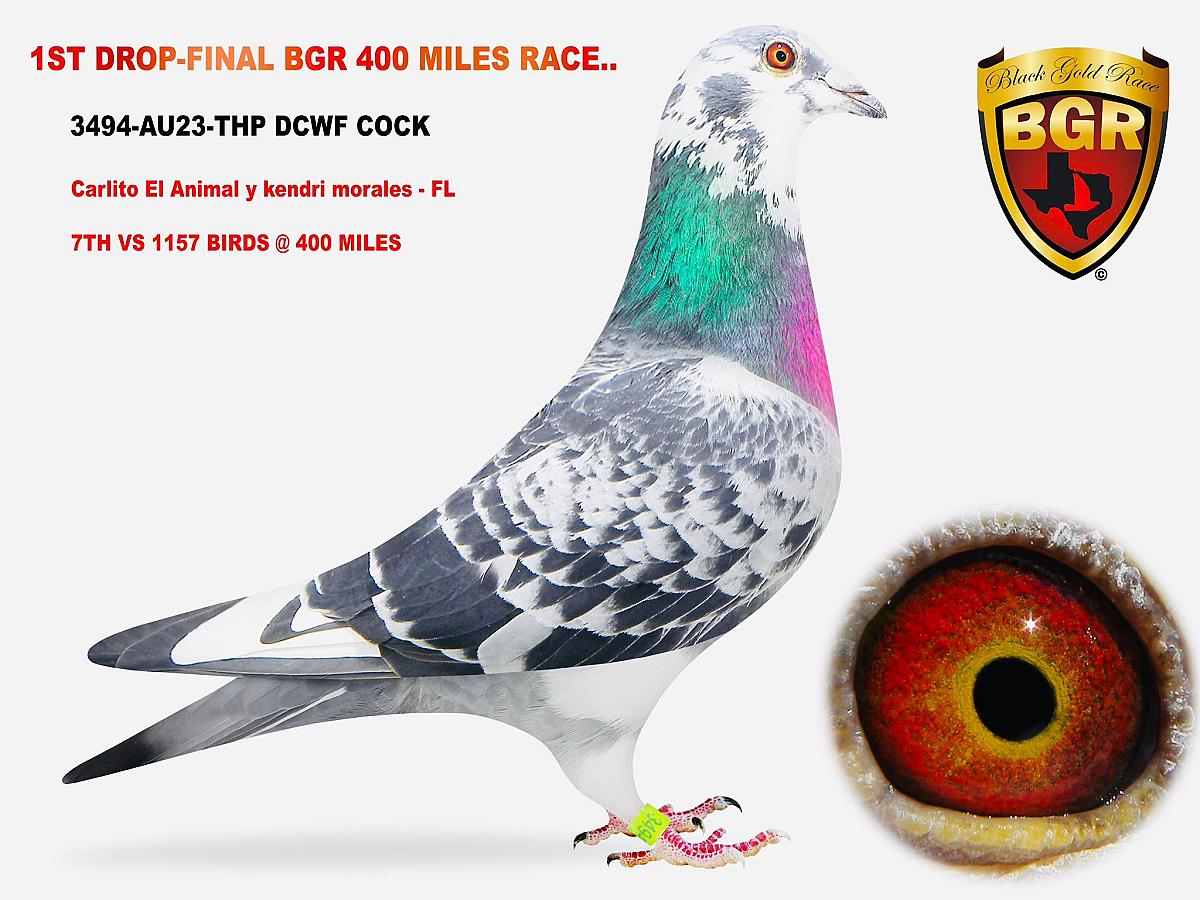 Amazing references in the Black Gold Race in Texas (US) !